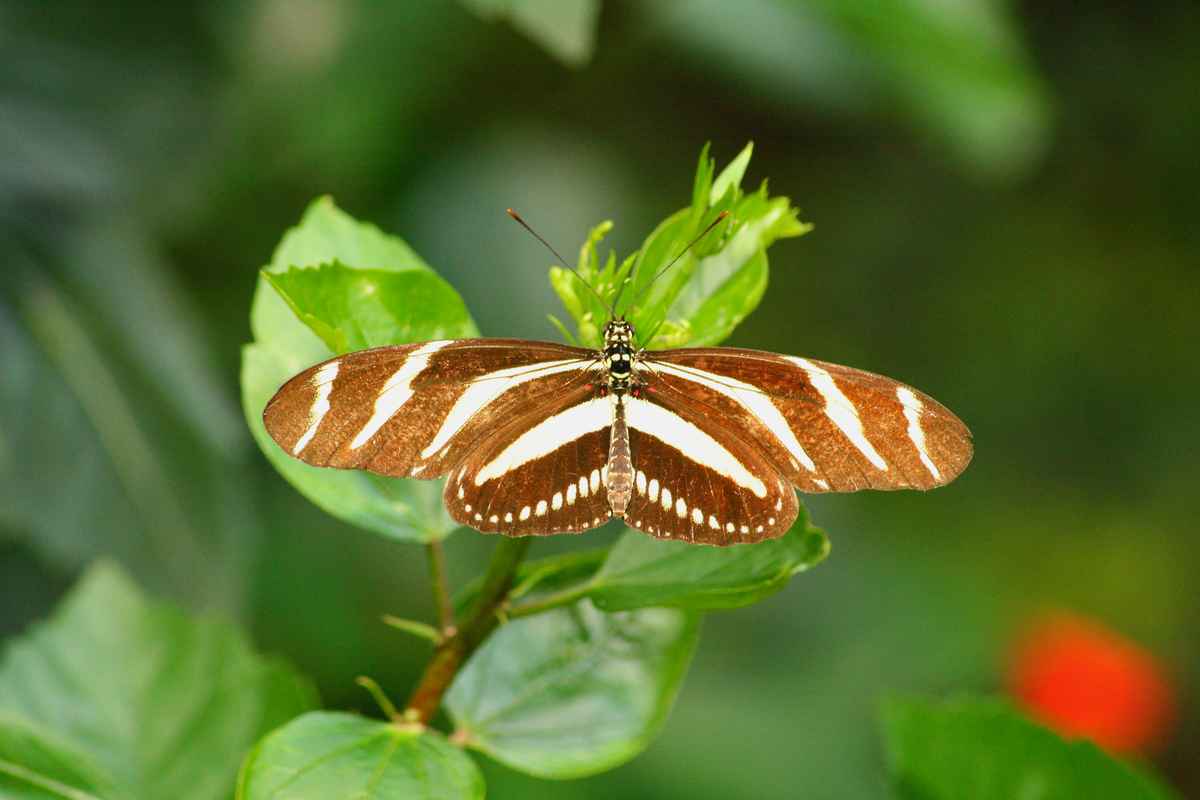 Schmetterling