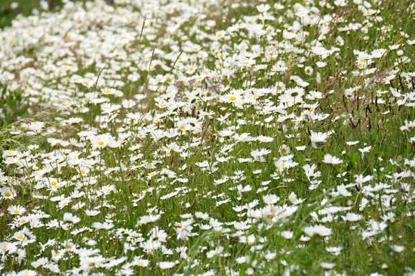 weisst du wieviel sternlein stehen ?