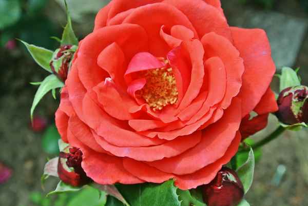 rotrose im hochsommer