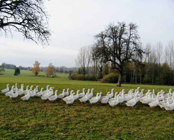 Gänsemarsch
