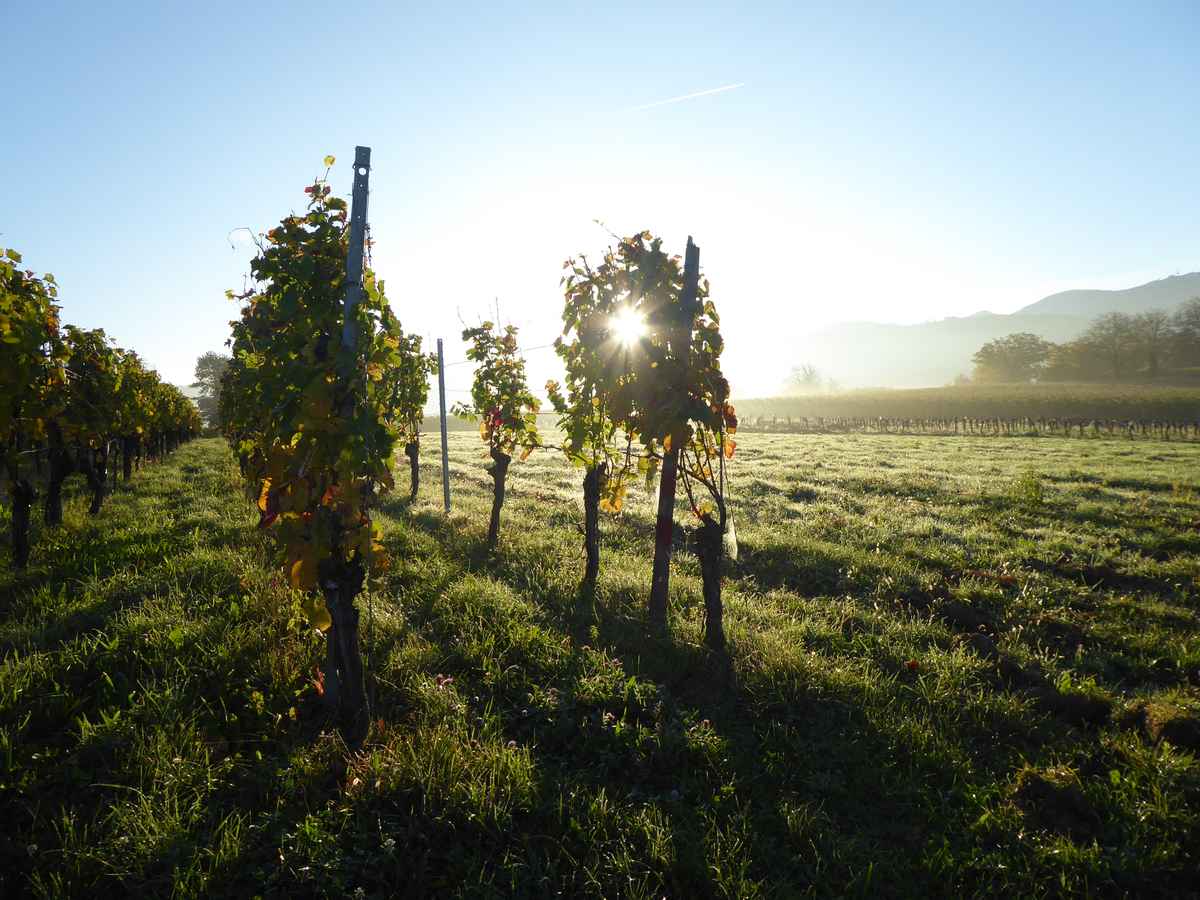 Ein Morgen in den Reben