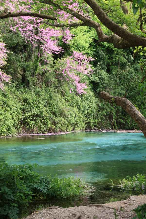 Rosa Blüte beim blauen Auge
