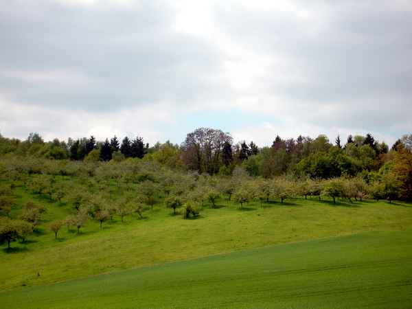 Obstplantage