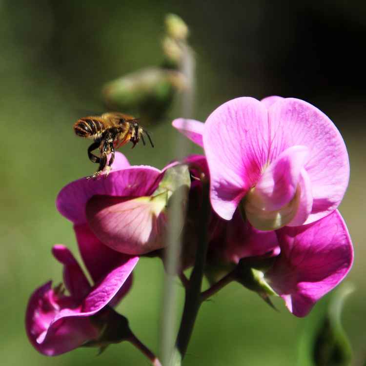 Biene an einer Wickenblüte