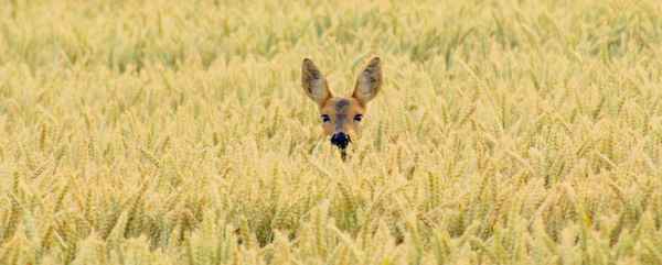 Huch, wer bist denn Du?