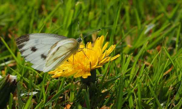 weißling auf löwenzahn