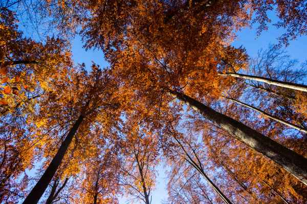 Buchenwald im Herbst 04
