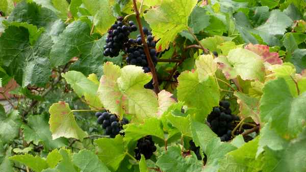 Herbst im Weinberg