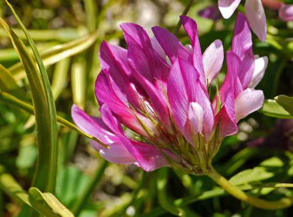 Gebirgskleeblüte