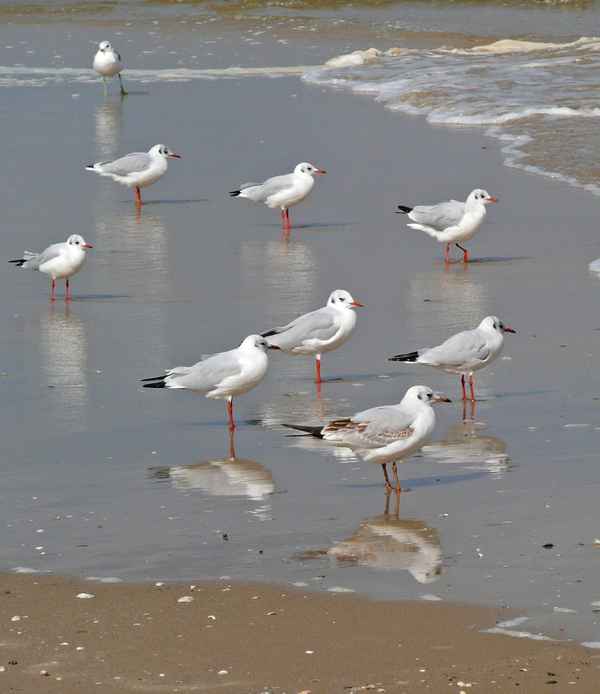 Seevögel mit Spiegelbild