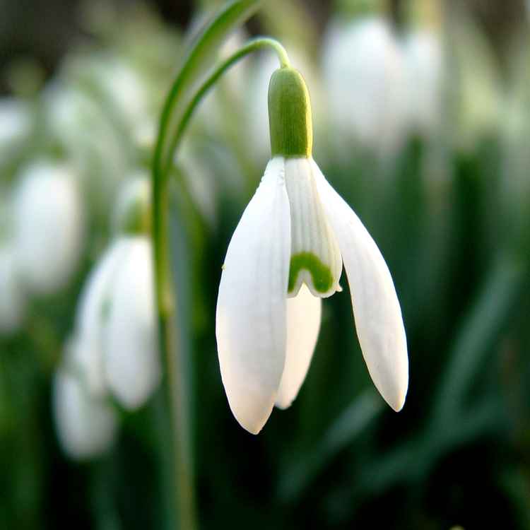 Schlichte Schönheit