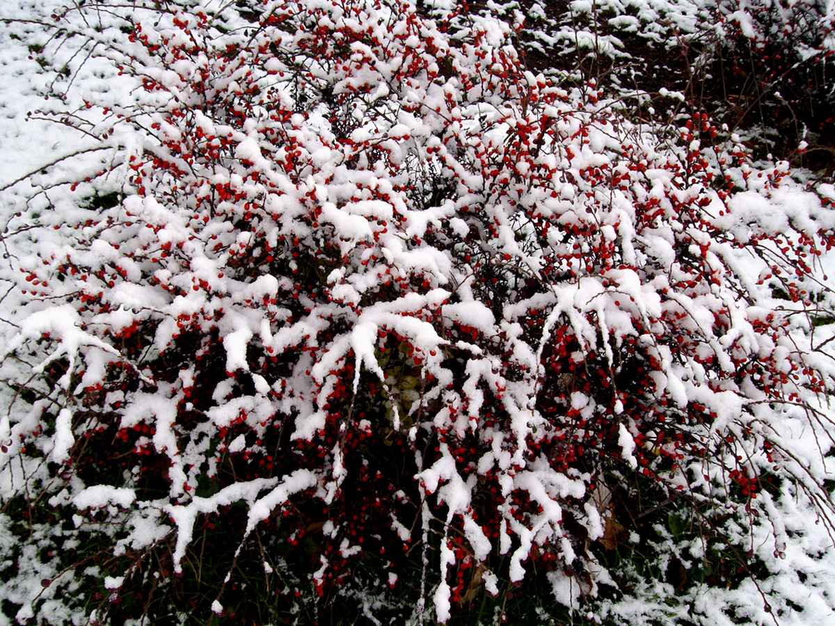 Schneebeerenstrauch