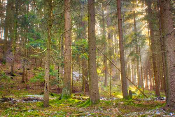 Sonne im Nadelwald