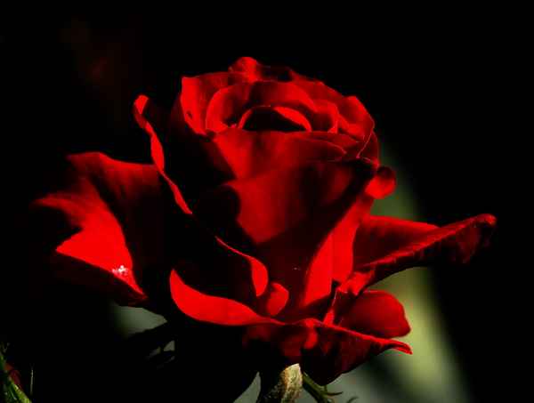 rosenrot 2