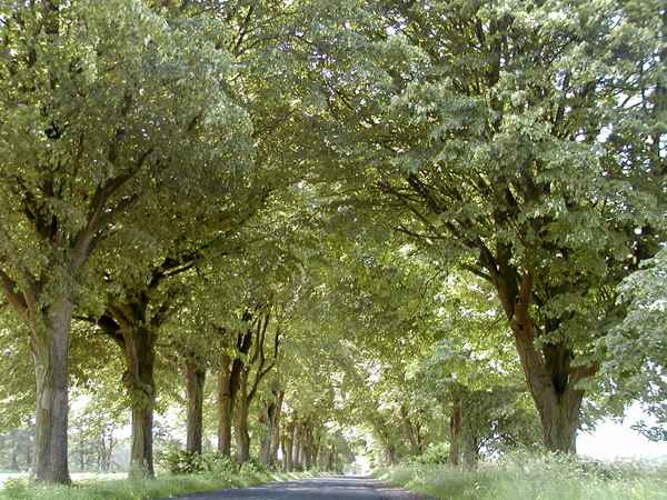 Barchel Lindenstrasse