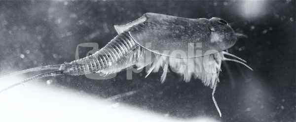 Triops 12 Tage alt