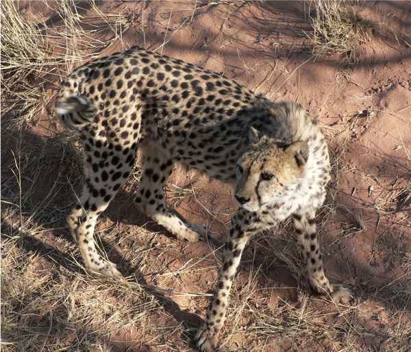 Gepard