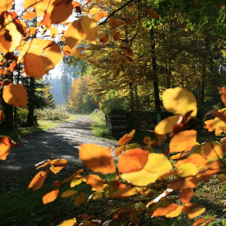 Leuchtender Herbstwald_1