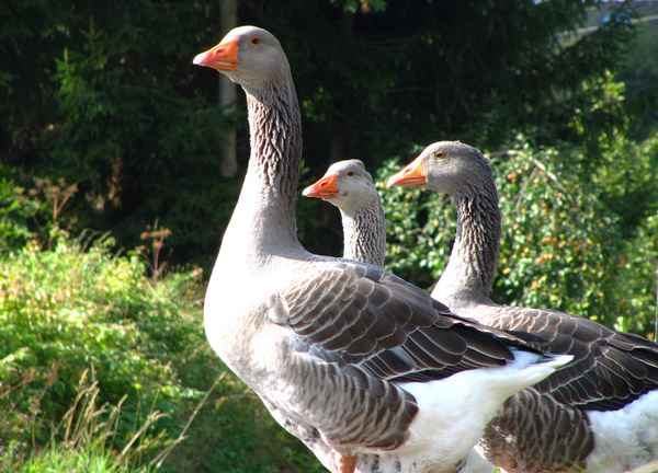 Gänse-Wachbatallion 1