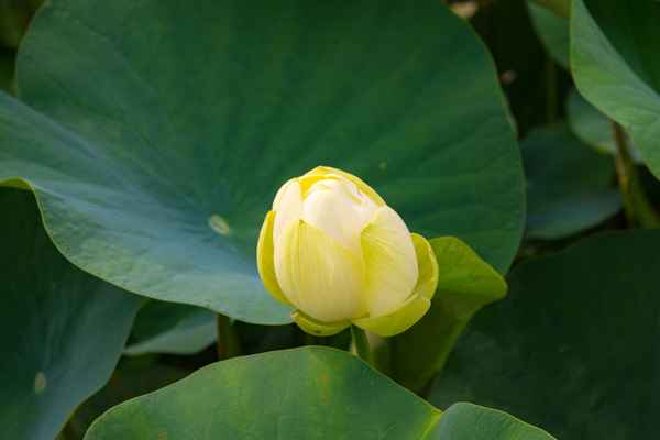 Amerikanische Lotusblume