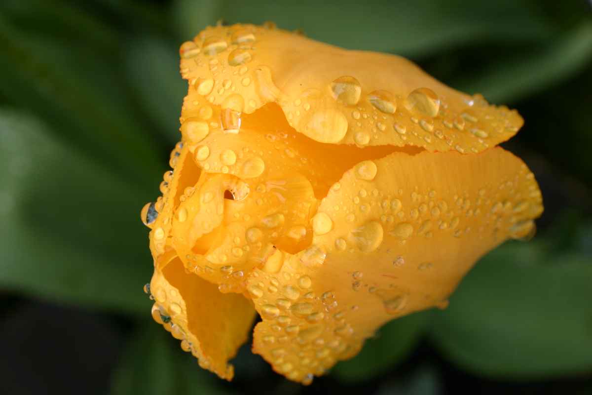 Gelbe Tulpe mit Regentropfen