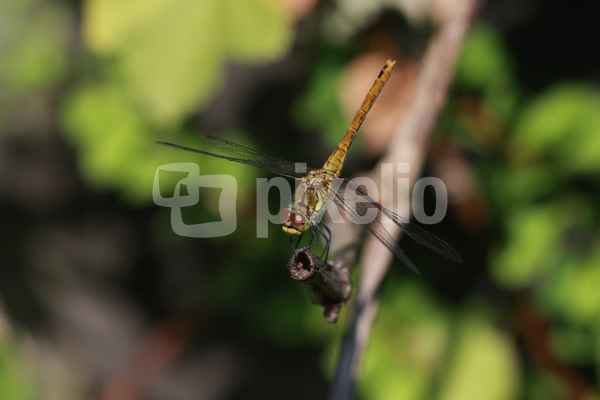 Libelle #1