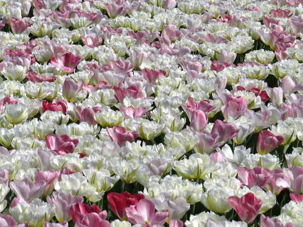  Teppich in weiß-rosa