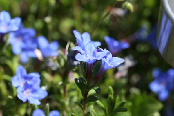 Enzian im Blumenbeet