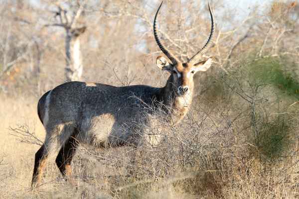 Prächtiger Waterbuck