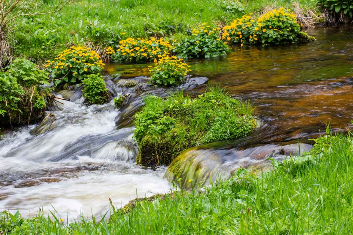 Quellbach im Schwarzwald 2