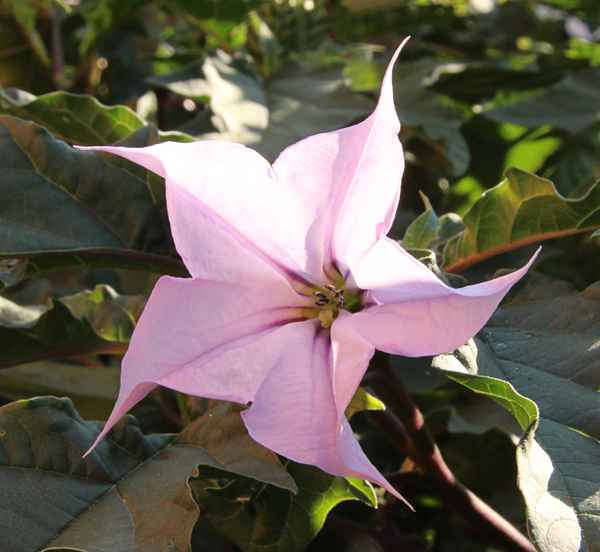 Datura Stramonium