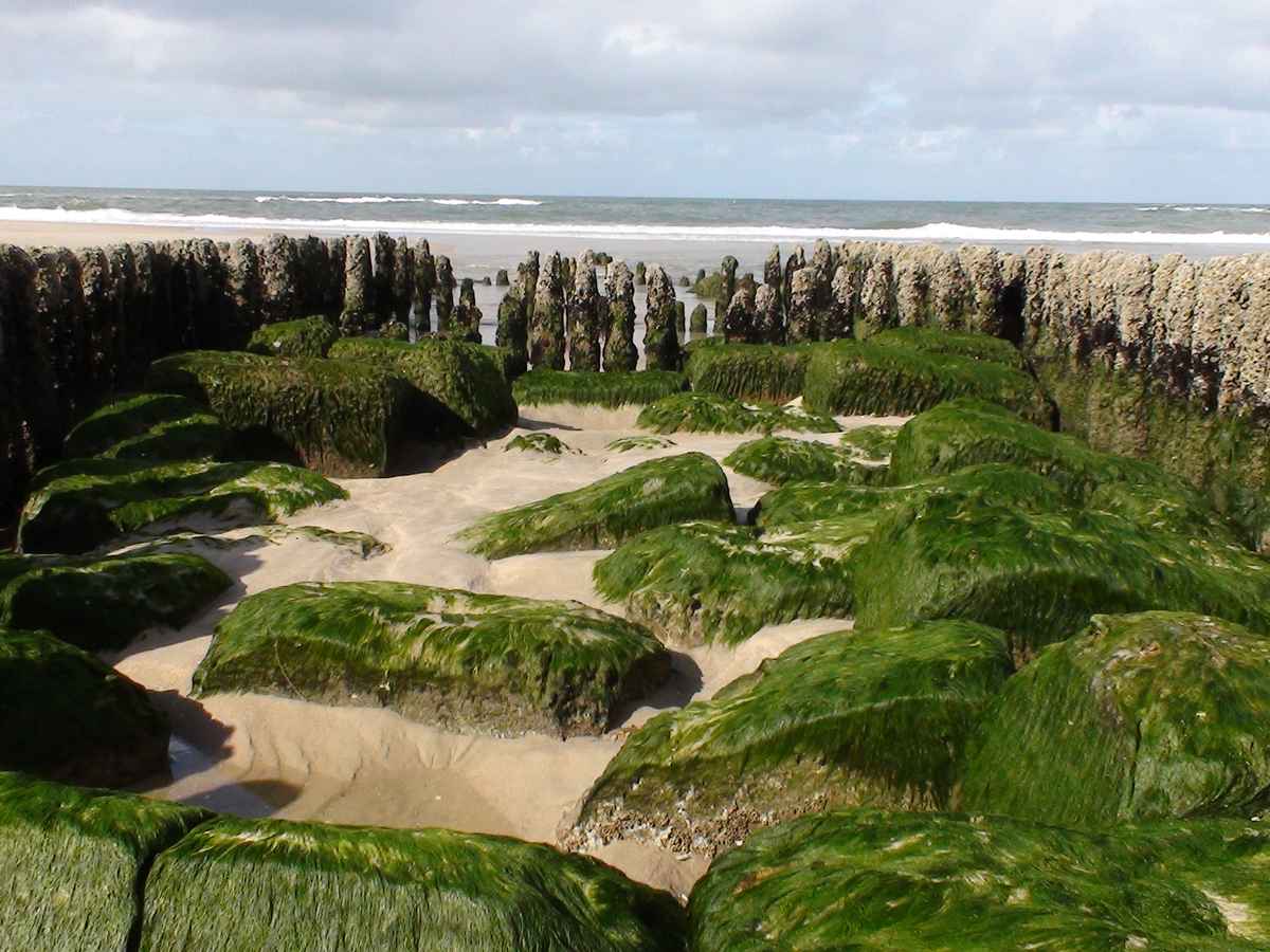 Dune am Strand