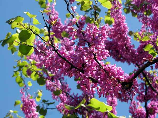 Judasbaum in voller  Blüte