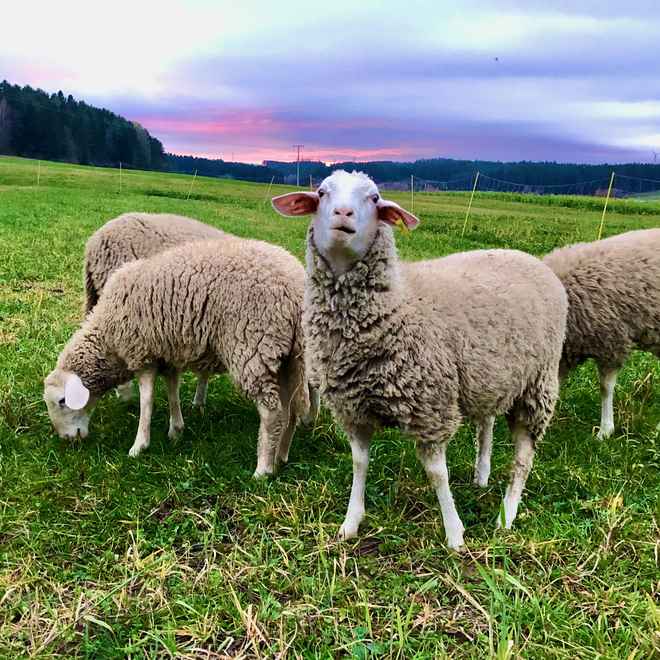 Schafe auf der Weide