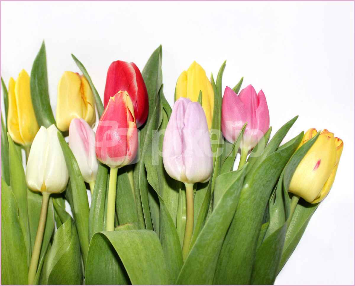 SAG ES MIT BLUMEN II