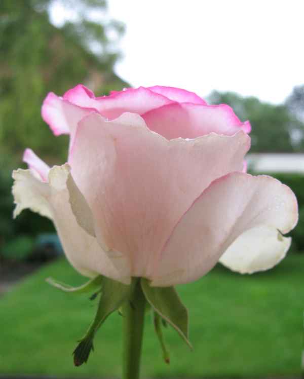 Rose , zartrosè