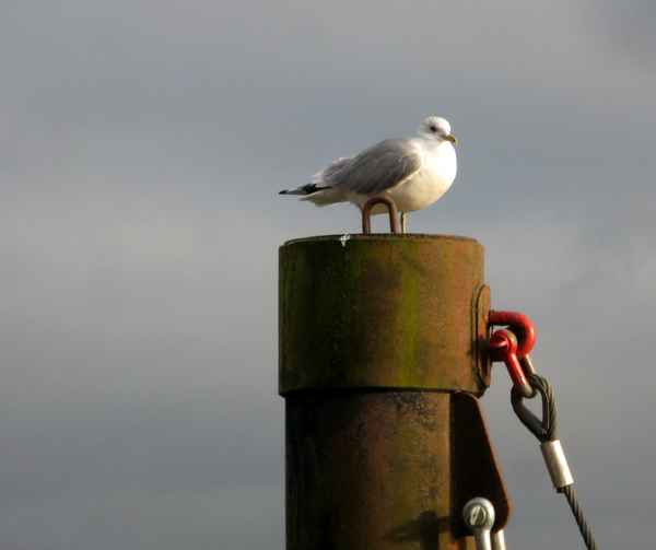 Möwe hält Ausschau