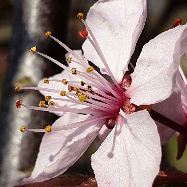 Japankirschen