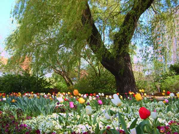 Tulpenmeer