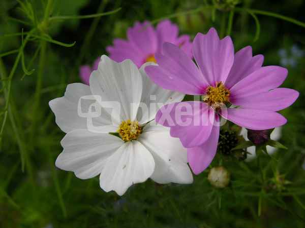 Cosmeablüten