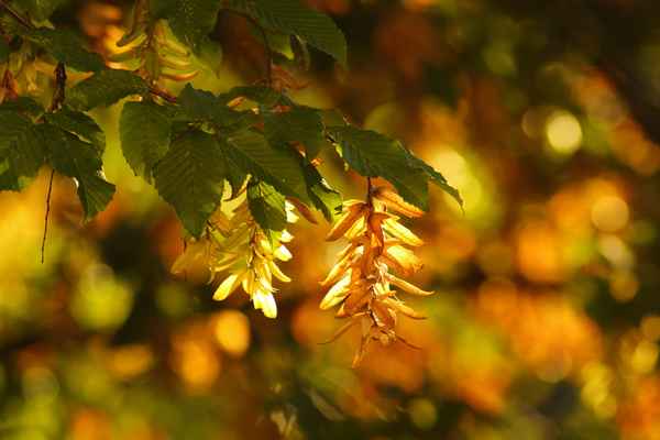 In der Morgensonne