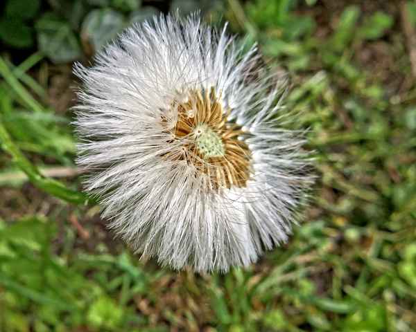 auch verblüht sind sie eine Schönheit...