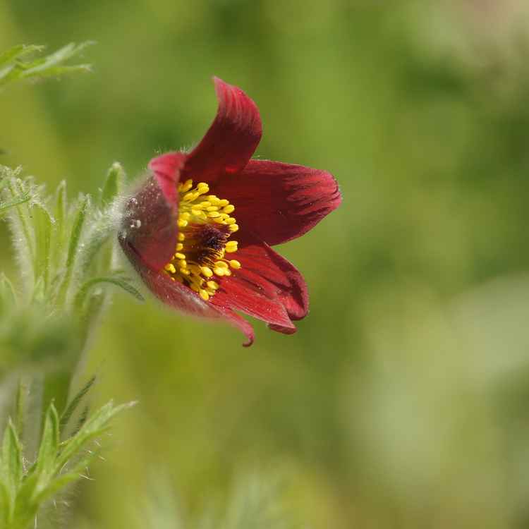 Pulsatilla vulgaris 'Rubra'