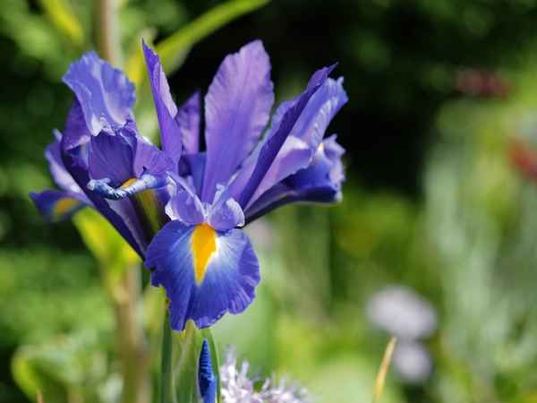 iris