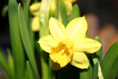 Osterblume