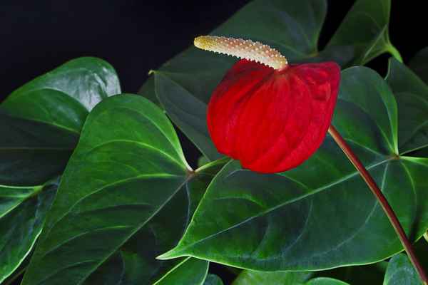 Anthurium