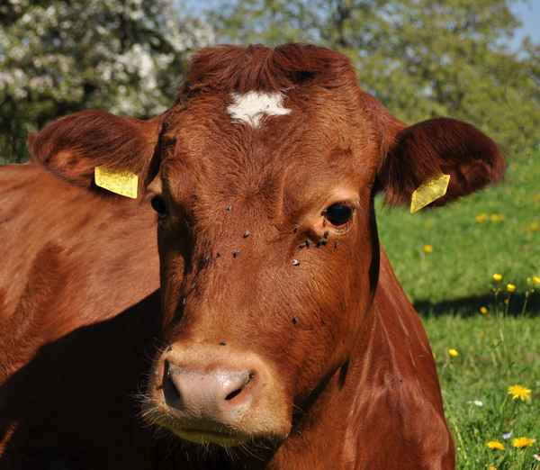 Wenn die lästigen Fliegen nicht wären