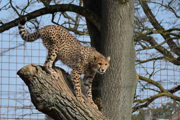 Junger Gepard