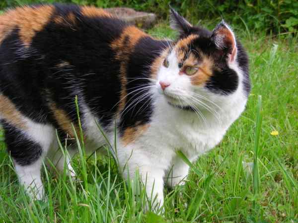 Flecki - ein schönes Mädel