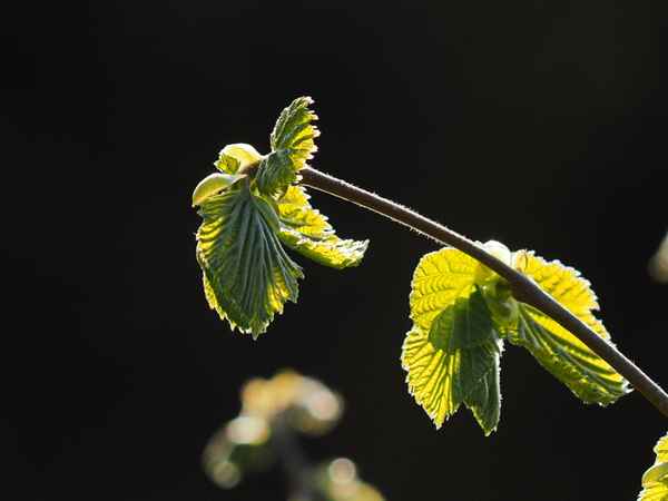 zartes frühlingsgrün   (haselnuss )